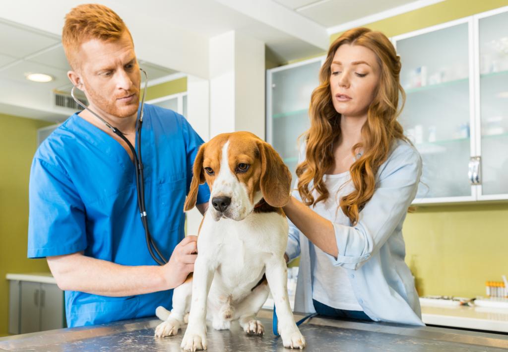 Our Highly  Proficient  As Well As  Knowledgeable  Vets Are  Right Here To Help!